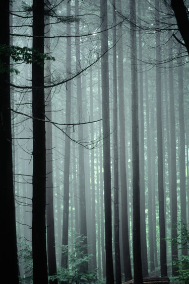 "Where the masts of…" başlıklı Fotoğraf Fabiano Sodi tarafından, Orijinal sanat, Analog Fotoğrafçılık