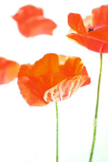 "Flowerissimo_15267" başlıklı Fotoğraf Michael Vdovin tarafından, Orijinal sanat, Dijital Fotoğrafçılık
