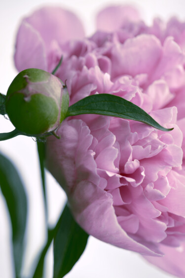 "Flowerissimo_16183" başlıklı Fotoğraf Michael Vdovin tarafından, Orijinal sanat, Dijital Fotoğrafçılık