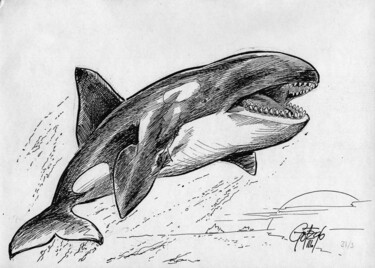 Schwertwal (Orcinus orca) im Sprung. Dibujo titulada "Schwertwal (Orcinus…" por Götz Wiedenroth, Obra de arte original, Tinta