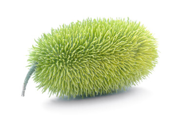 제목이 "Hedgehog groud"인 사진 Fabiano Sodi로, 원작, 디지털