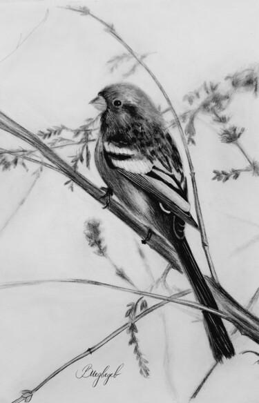 图画 标题为“Finch” 由Владимир Медведев, 原创艺术品, 铅笔