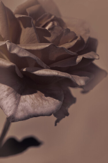 Photography titled "Flowerissimo_19401" by Michael Vdovin, Original Artwork, Digital Photography