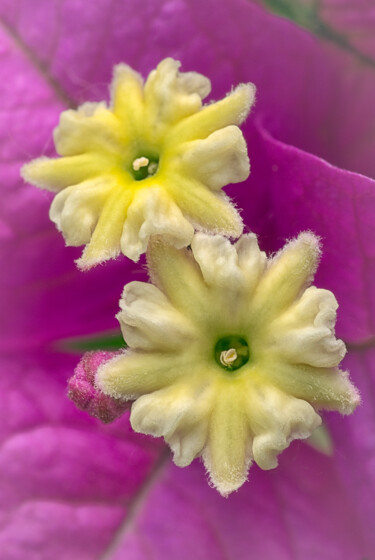 Fotografie mit dem Titel "Bougainvillea" von Fabiano Sodi, Original-Kunstwerk, Digitale Fotografie