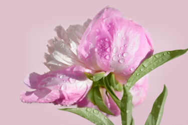摄影 标题为“Flowerissimo_18611” 由Michael Vdovin, 原创艺术品, 数码摄影