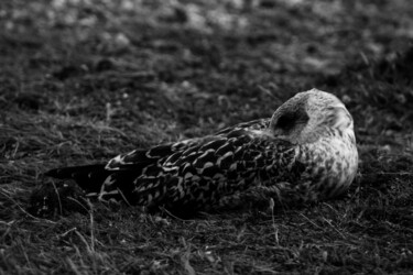 Фотография под названием "Mouette II" - Amelie Metzger, Подлинное произведение искусства, Цифровая фотография