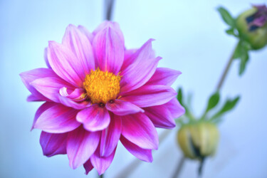 Fotografia intitolato "Flowerissimo_17775" da Michael Vdovin, Opera d'arte originale, Fotografia digitale