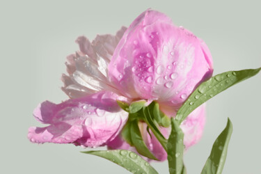 摄影 标题为“Flowerissimo_18613” 由Michael Vdovin, 原创艺术品, 数码摄影