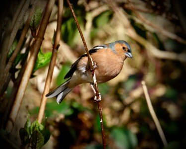 Photography titled "Chaffinsh 02" by Andrea Gruber, Original Artwork, Digital Photography