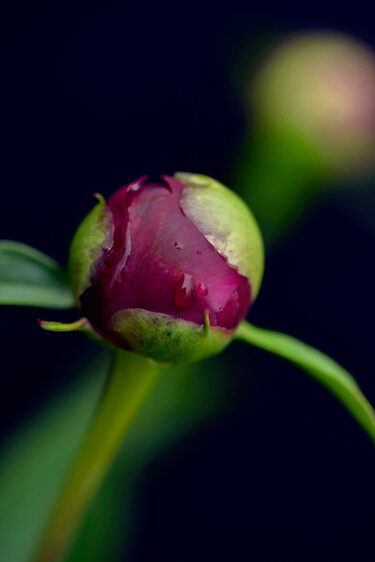 "Flowerissimo_18399" başlıklı Fotoğraf Michael Vdovin tarafından, Orijinal sanat, Dijital Fotoğrafçılık