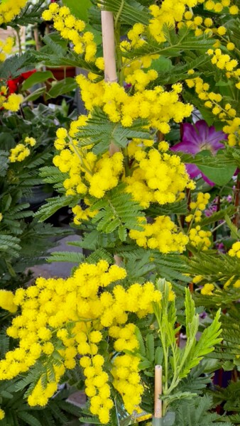 Photographie intitulée "MIMOSA 25" par Nathalie Dantec, Œuvre d'art originale, Photographie numérique