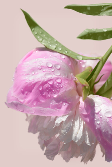 Photography titled "Flowerissimo_18641" by Michael Vdovin, Original Artwork, Digital Photography