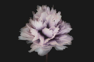 제목이 "Douce Peonia"인 사진 Marina Brun로, 원작, 디지털