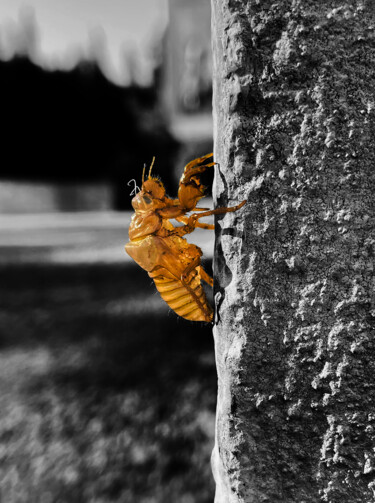 "Mue de cigale" başlıklı Fotoğraf Ambre Art tarafından, Orijinal sanat, Fotoşoplu fotoğrafçılık