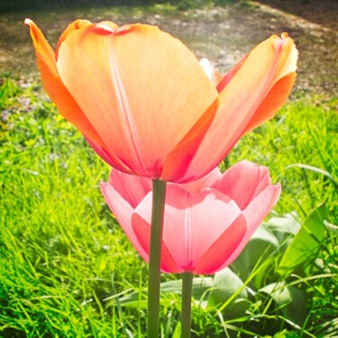 Photography titled "Tulipes dans la lum…" by Michel Akli, Original Artwork, Digital Photography
