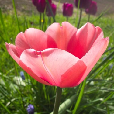 Photography titled "Tulipe dans la lumi…" by Michel Akli, Original Artwork, Digital Photography