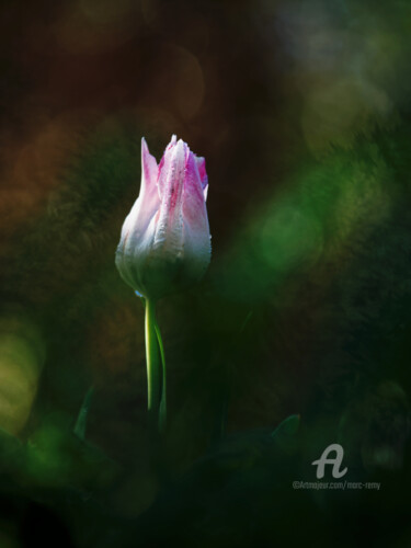 Subtile tulipe