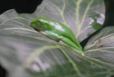 Фотография под названием "Grenouille" - Amelie Metzger, Подлинное произведение искусства, Цифровая фотография Установлен на…