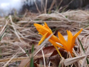 Φωτογραφία με τίτλο "Orange Blossom" από Graham Richard, Αυθεντικά έργα τέχνης, Ψηφιακή φωτογραφία