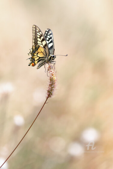 Papilio machaon