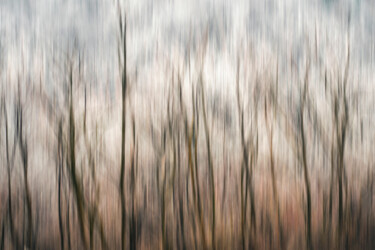 Photography titled "Into the woods 009" by Marko Rupena, Original Artwork, Digital Photography