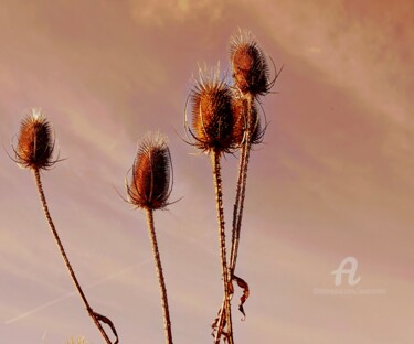 제목이 "FloraisoN-I"인 사진 Jourcarmin로, 원작, 조작된 사진