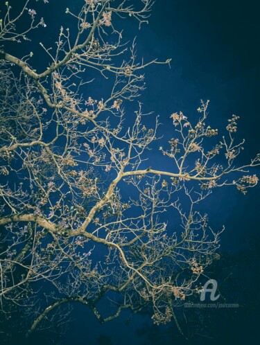 제목이 "FloraisoN-II"인 사진 Jourcarmin로, 원작, 조작된 사진