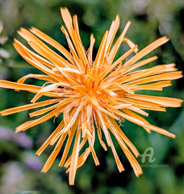 Photographie intitulée "FloraisoN-III" par Jourcarmin, Œuvre d'art originale, Photographie manipulée