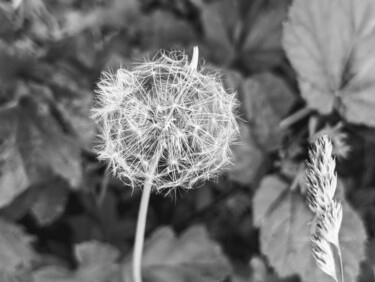 제목이 "FloraisoN-IV"인 사진 Jourcarmin로, 원작, 조작된 사진