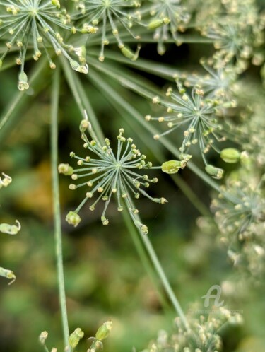 Photographie intitulée "FloraisoN-IX" par Jourcarmin, Œuvre d'art originale, Photographie manipulée