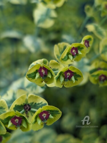 Photographie intitulée "FloraisoN-VII" par Jourcarmin, Œuvre d'art originale, Photographie manipulée