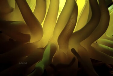 Anemone jaune et ombre (Condylactis gigantea) Fotografie getiteld "Anemone jaune et om…" door Christophe Foucault, Origineel Kunstwerk, Niet gemanipuleerde fotografie