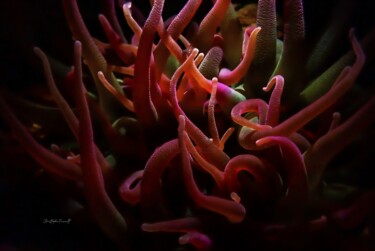 Anemone rouge (Condylactis gigantea) "Anemone rouge (Cond…" başlıklı Fotoğraf Christophe Foucault tarafından, Orijinal sanat, Fotoşopsuz fotoğraf