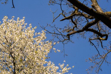 Фотография под названием "spring" - Stefan Thelemann, Подлинное произведение искусства, Цифровая фотография