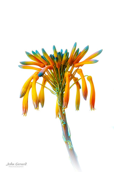 Fotografie mit dem Titel "Aloe Vera Variations" von John Gerard, Original-Kunstwerk, Digitale Fotografie