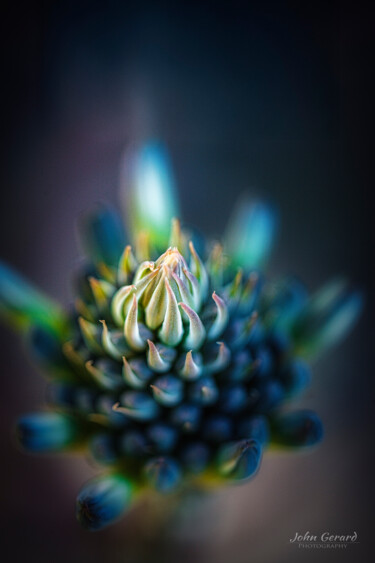 Fotografie mit dem Titel "Aloe Vera Variation…" von John Gerard, Original-Kunstwerk, Digitale Fotografie