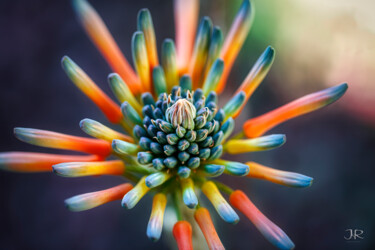 Fotografie mit dem Titel "Aloe Vera Variation…" von John Gerard, Original-Kunstwerk, Digitale Fotografie