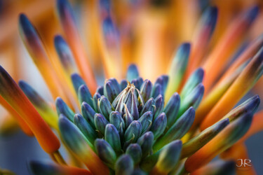Fotografie mit dem Titel "Aloe Vera Variation…" von John Gerard, Original-Kunstwerk, Digitale Fotografie