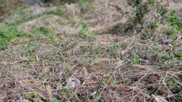 Silent Awakening: Hidden Life on a Countryside Ground Fotografia intitolato "Silent Awakening: H…" da Yeon-Gyeong Seo (Seo), Opera d'arte originale, Fotografia digitale