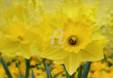 Photography titled "Yellow Daffodils" by Diana Editoiu, Original Artwork, Digital Photography
