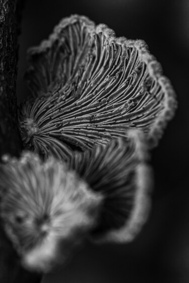 Фотография под названием "Regnum Umbrae" - Moreno, Подлинное произведение искусства, Цифровая фотография