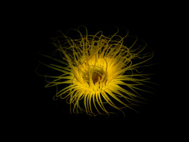 Fotografia intitolato "The night Sun" da Alexander Plakida, Opera d'arte originale, Fotografia digitale Montato su Altro pan…