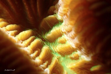 Cerveau de Neptune (Diploria labyrinthiformis) version macro Фотография под названием "Cerveau de Neptune…" - Christophe Foucault, Подлинное произведение искусства, Не манипулируемая фо…