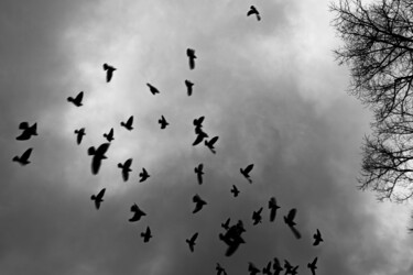 Photography titled "birds" by Stefan Thelemann, Original Artwork, Digital Photography