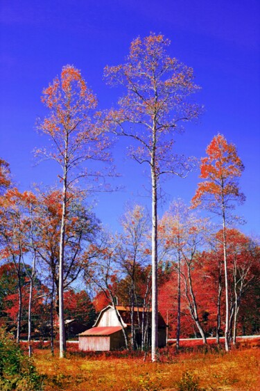 Peachtree, North Carolina, USA Fotografie getiteld "Peachtree, North Ca…" door Peter Watson, Origineel Kunstwerk, Film fotografie