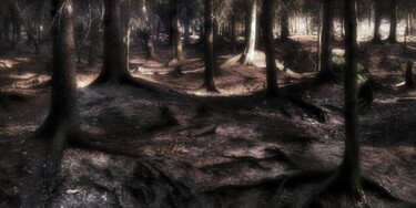 摄影 标题为“Delamere Forest, En…” 由Peter Watson, 原创艺术品, 电影摄影