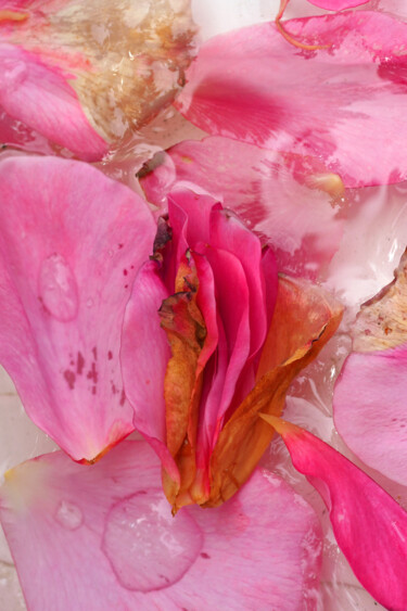 Fotografia intitolato "La fleur à Gyna" da Christophe Sécher, Opera d'arte originale, Fotografia digitale