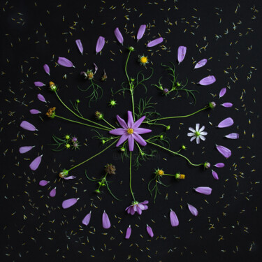 "Cosmea" başlıklı Fotoğraf Tamara Morozova tarafından, Orijinal sanat, Fotoşopsuz fotoğraf