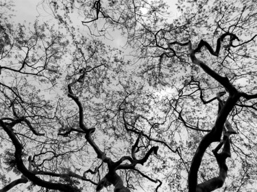 Фотография под названием "Mesh" - Devarshi Nath, Подлинное произведение искусства, Цифровая фотография