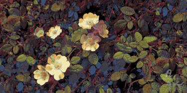 Photographie intitulée "Wild Roses-1" par Pablo Guillamon, Œuvre d'art originale, Photographie numérique
